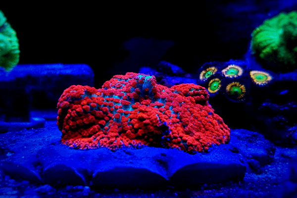 פטרית רודקטיס- Rhodactis Mushroom Coral