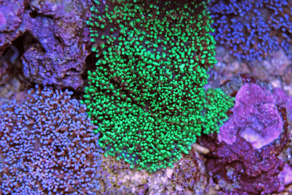 פטרית ריקורדיה יומה ירוקה-Green Ricordea Mushroom Coral