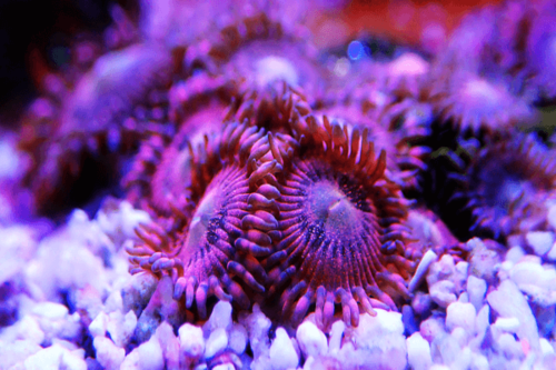זאונטיד פינק זיפר- Zoa Colony Polyp  Pink ziper