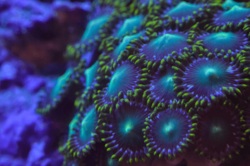 זאונטיד כחול ירוק-Zoa Colony Polyp Blue & Green 