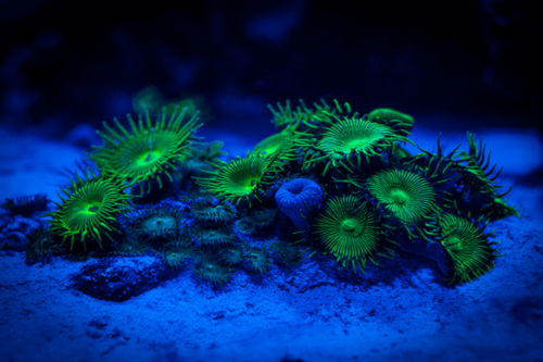 פליטאה נוקליר -Colony Polyp Nuclear Green