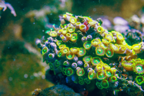 זאונטיד רדיואקטיבי עין דרקון-  Zoa Colony Polyp Radioactive Dragon Eye