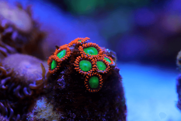 זאונטיד מנדרין- Zoa Colony Polyp mandarin 