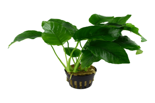אנוביה ברטרי-Anubias barteri