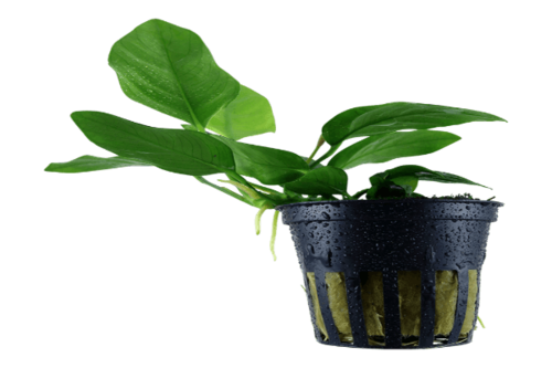 אנוביה ננה-Anubias nana