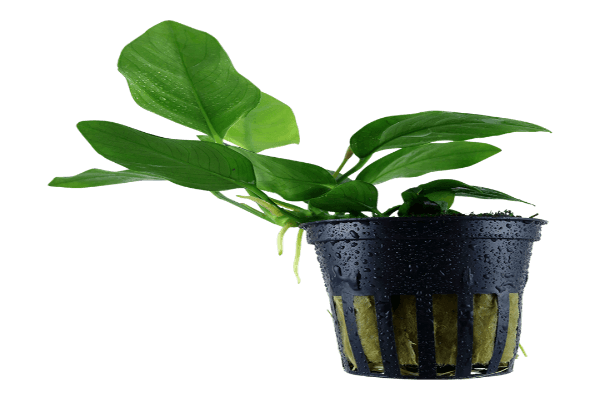 אנוביה ננה-Anubias nana