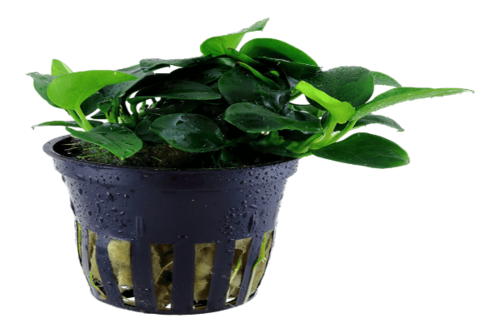אנוביה ננה בונסאי- bonsai Anubias nana