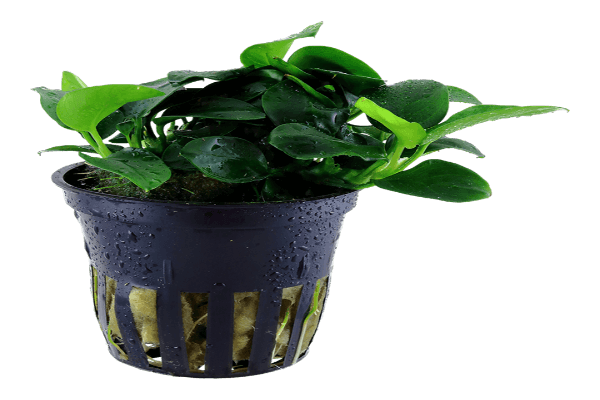 אנוביה ננה בונסאי- bonsai Anubias nana
