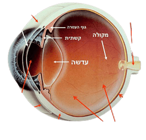 נוטריויז'ן | פורמולה משופרת | מכיל 60 כמוסות | נוטרי קר | Nutri Care