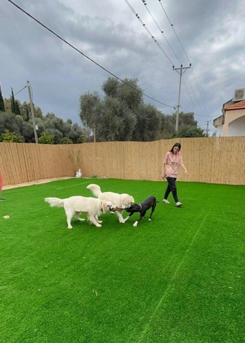 ירדן מהפנסיון עם כלבים בחצר הפנסיון הביתי