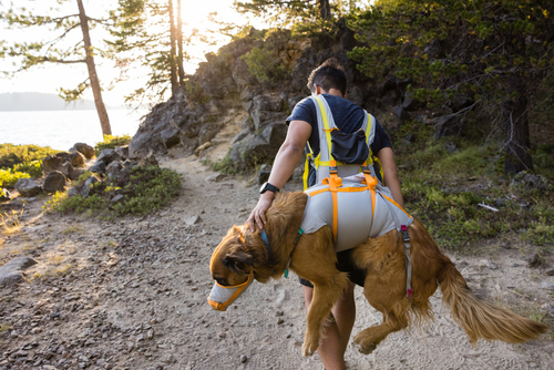 BackTrak™ Dog Evacuation Kit