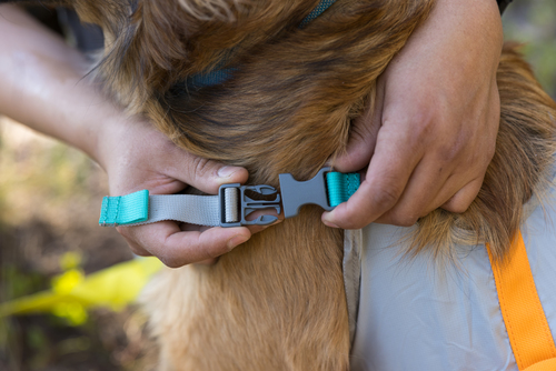 BackTrak™ Dog Evacuation Kit