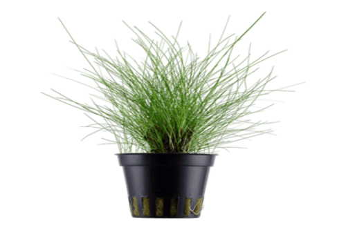 אלאוכריס-Dwarf Hairgrass