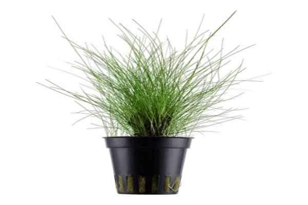אלאוכריס-Dwarf Hairgrass