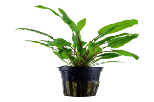 קריפטוקורין וונדטיי-Cryptocoryne wendtii