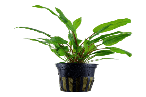קריפטוקורין וונדטיי-Cryptocoryne wendtii