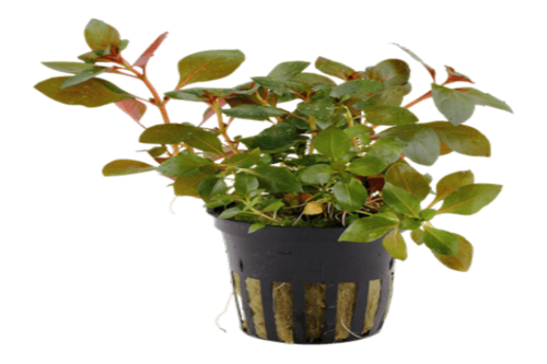 לודביגיה ריפינס-Ludwigia repens Broad