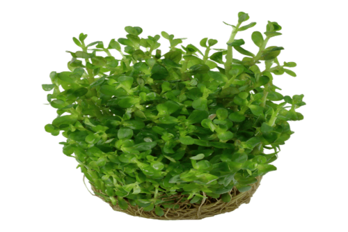 רוטלה אינדיקה-Rotala Indica
