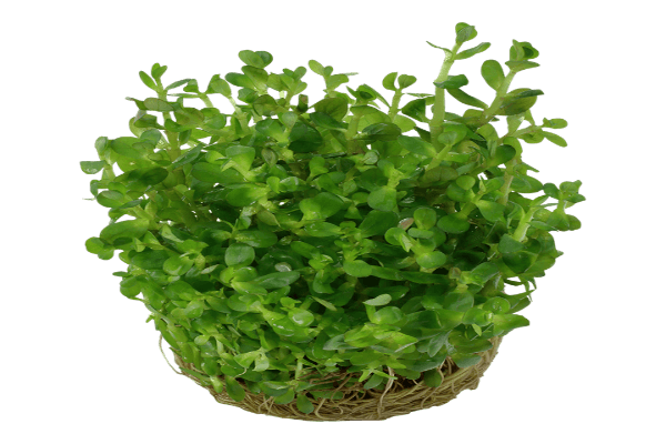 רוטלה אינדיקה-Rotala Indica