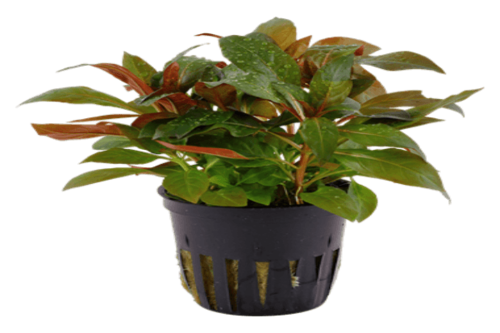 לודביגיה פרונסיס- Ludwigia Peruensis
