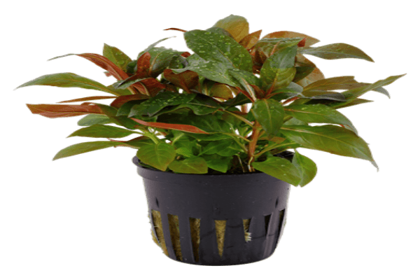 לודביגיה פרונסיס- Ludwigia Peruensis