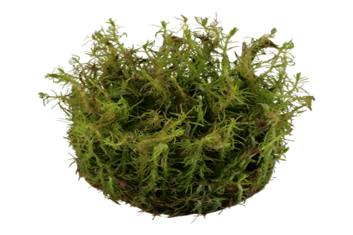 רוטלה נאנגנשן- Rotala Nanjenshan