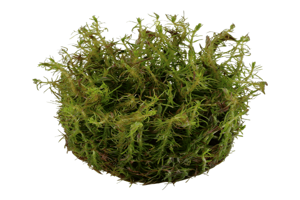 רוטלה נאנגנשן- Rotala Nanjenshan