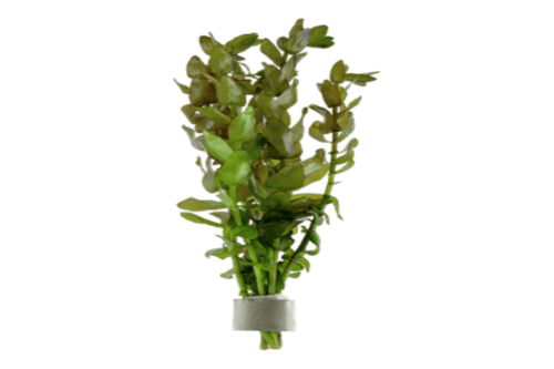 בקופה קרולינה-Bacopa caroliniana