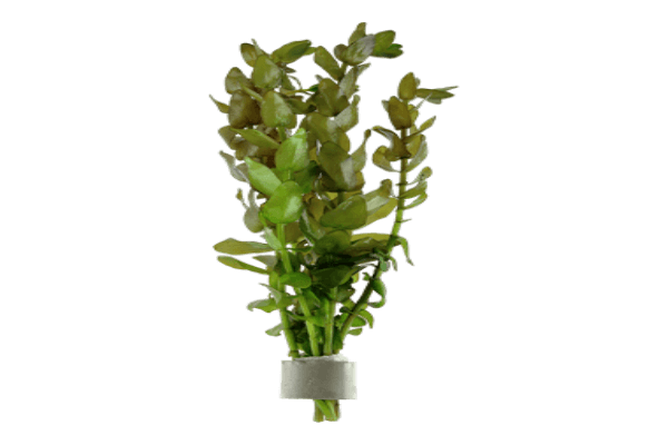בקופה קרולינה-Bacopa caroliniana