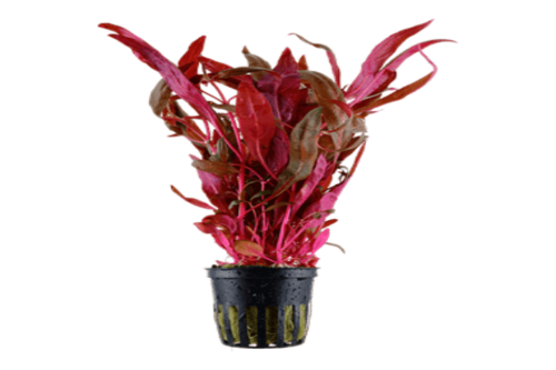 אלטרנטה-Telanthera Plant