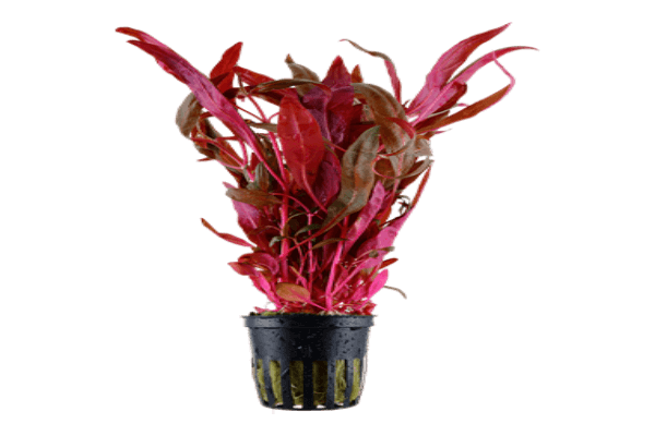 אלטרנטה-Telanthera Plant