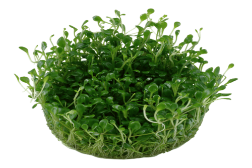 גלוסוסטיגמה- Glossostigma Plant