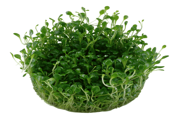 גלוסוסטיגמה- Glossostigma Plant