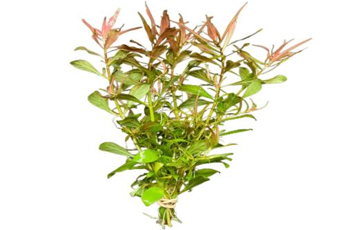 לודביגיה ארקוטה-Ludwigia Needle Leaf