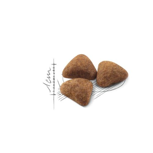 רויאל קנין לחתול אינדור מחיר מיוחד לזוג 4+4 ק