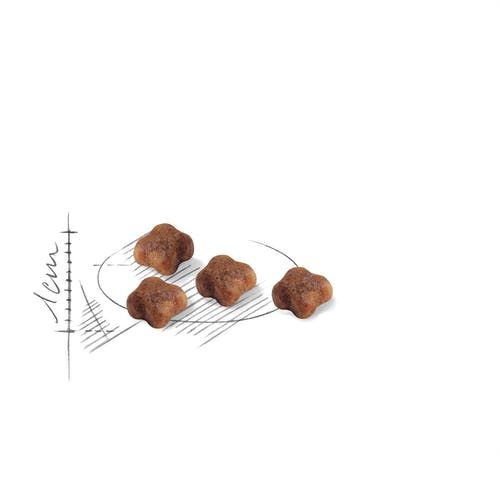 רויאל קנין לחתול בריטי מחיר מיוחד לזוג 4+4 ק