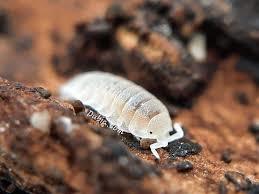 אייספוד  wThrichorina tomentosa hite dwarf