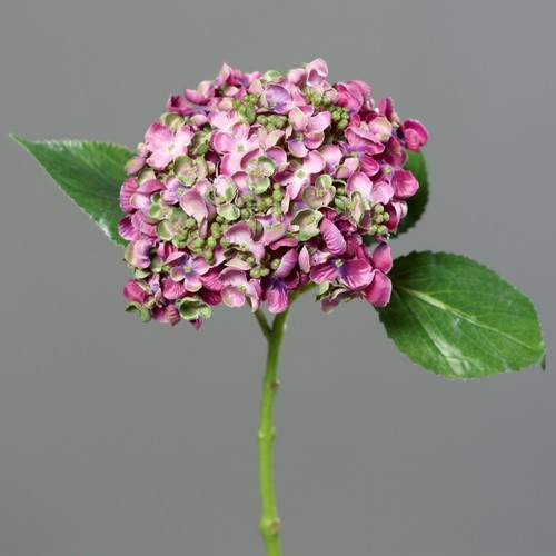  הידרגנאה פוקסיה 44 ס
