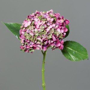  הידרגנאה פוקסיה 44 ס"מ hydrangea