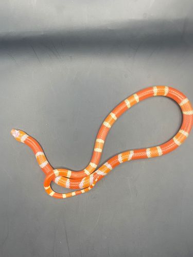 מילק סנייק הונדורן אלבינו טנגרין