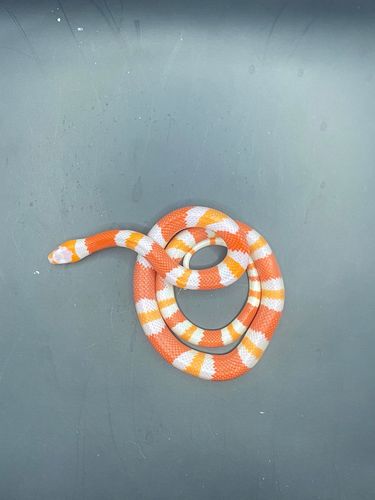 מילק סנייק הונדורן אלבינו טנגרין
