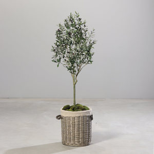 עץ זית בכלי שחור 150 ס"מ olive tree
