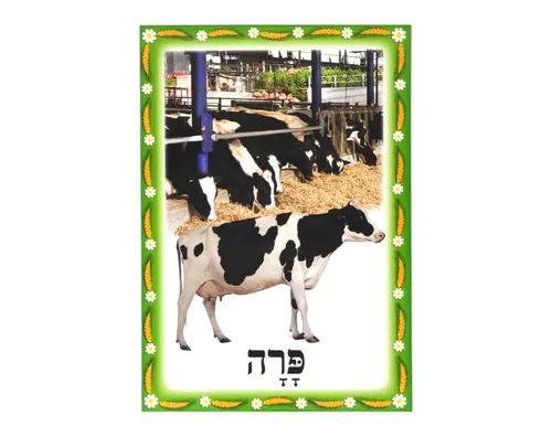 ערכת תמונות - שבועות - פרה