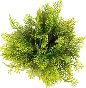 דקורציה 8 ס"מ - TROPICAL MOSS 349637 - SYDECO