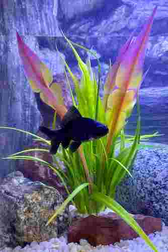 דקורציה 380434 Anubias Pearl- SYDECO