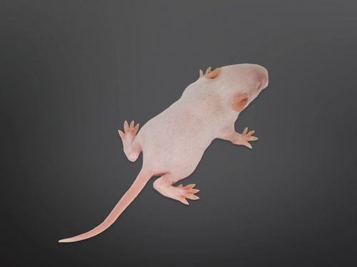 קופצן של חולדה קפוא אריזה של (10יח)