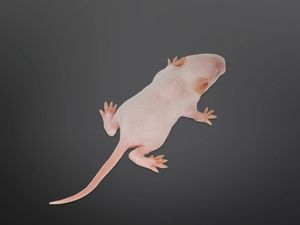 קופצן של חולדה קפוא אריזה של (10יח)