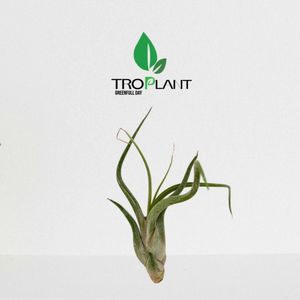 צמח אוויר "Tillandsia"