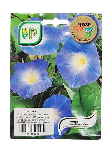 זרעי איפומיאה