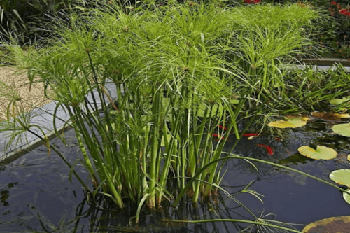 גומא פפירוס -Cyperus papyrus